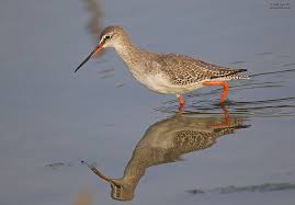 Image result for Tringa erythropus