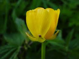 Attēlu rezultāti vaicājumam “Ranunculus repens flower”