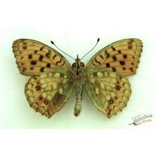 Attēlu rezultāti vaicājumam “Argynnis niobe underside”