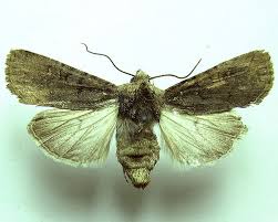 Attēlu rezultāti vaicājumam “Euxoa nigricans”