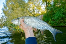 Image result for Aspius aspius