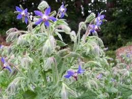 Image result for Borago officinalis