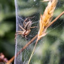 Attēlu rezultāti vaicājumam “Agelena labyrinthica”