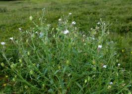 Attēlu rezultāti vaicājumam “Microrrhinum minus leaf”