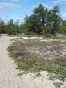 gray ground cricket « Nature Inquiries