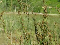 Attēlu rezultāti vaicājumam “Juncus compressus”