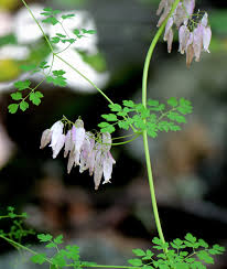 Image result for Adlumia fungosa