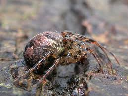 Attēlu rezultāti vaicājumam “Metellina merianae”