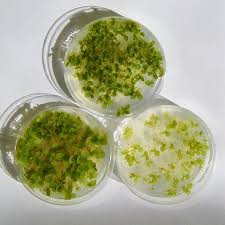 Attēlu rezultāti vaicājumam “sporophyte”