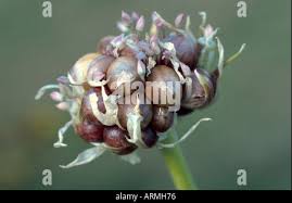 Attēlu rezultāti vaicājumam “Allium sativum bud”