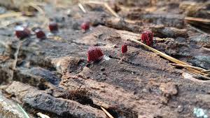 Attēlu rezultāti vaicājumam “Oligonema sp.”