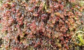 Attēlu rezultāti vaicājumam “Scapania undulata”