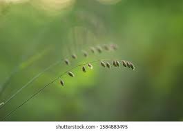 Attēlu rezultāti vaicājumam “Melica nutans leaf”