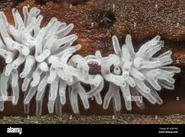 Attēlu rezultāti vaicājumam “Ceratiomyxa fruticulosa plasmodium”