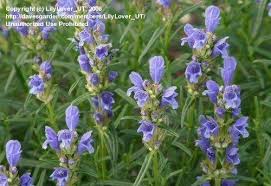 Attēlu rezultāti vaicājumam “Dracocephalum ruyschiana”