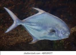 Image result for Trachinotus falcatus