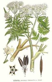 Image result for Myrrhis odorata