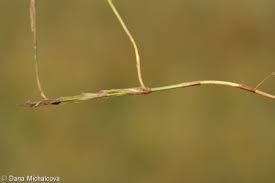 Attēlu rezultāti vaicājumam “Carex chordorrhiza”