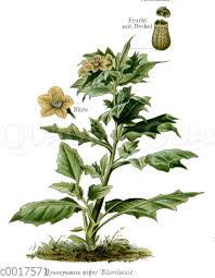 Image result for bilsenkraut