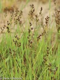 Attēlu rezultāti vaicājumam “Juncus compressus fruit”