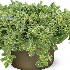Image result for Origanum vulgare