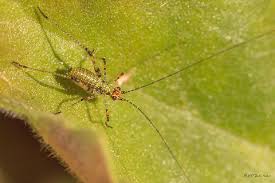 Attēlu rezultāti vaicājumam “Phaneroptera falcata”