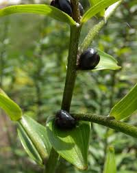 Attēlu rezultāti vaicājumam “Lilium lancifolium bud”