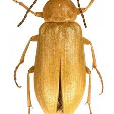 Attēlu rezultāti vaicājumam “Isomira murina”