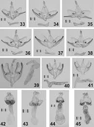 Attēlu rezultāti vaicājumam “Lithosia quadra male”