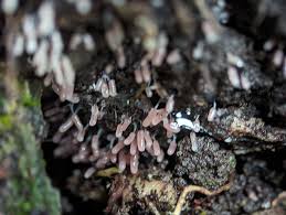 Attēlu rezultāti vaicājumam “Stemonitopsis typhina young”