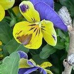 Attēlu rezultāti vaicājumam “Viola x williamsii”