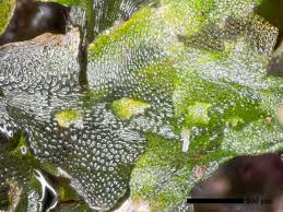 Attēlu rezultāti vaicājumam “Fossombronia foveolata”