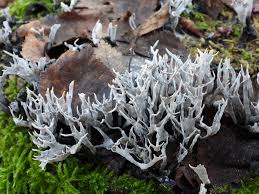 Attēlu rezultāti vaicājumam “Xylaria hypoxylon”