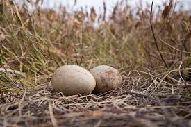 Attēlu rezultāti vaicājumam “Grus grus eggs”