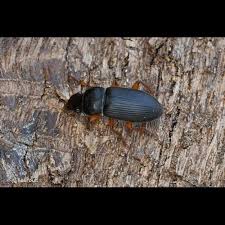 Attēlu rezultāti vaicājumam “Pseudoophonus rufipes”