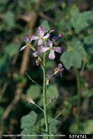 Attēlu rezultāti vaicājumam “Raphanus sativus flower”