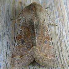 Attēlu rezultāti vaicājumam “Orthosia sp.”