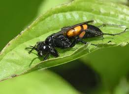 Attēlu rezultāti vaicājumam “Anoplius viaticus”