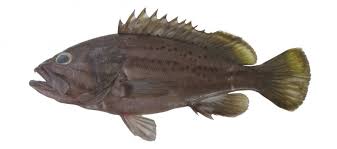 Image result for Epinephelus costae