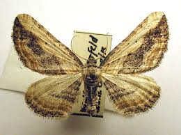 Attēlu rezultāti vaicājumam “Horisme vitalbata”