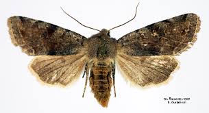 Attēlu rezultāti vaicājumam “Orthosia incerta”