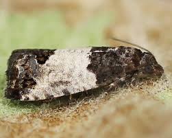 Attēlu rezultāti vaicājumam “Spilonota ocellana”