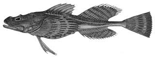 Image result for Myoxocephalus quadricornis