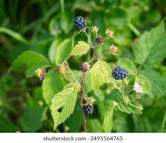 Attēlu rezultāti vaicājumam “Rubus caesius fruit”