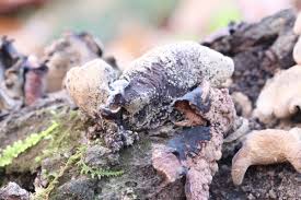 Attēlu rezultāti vaicājumam “Ionomidotis irregularis”