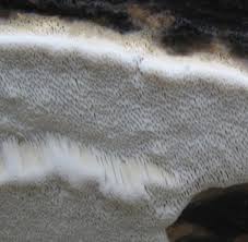 Attēlu rezultāti vaicājumam “Antrodia pulvinascens”