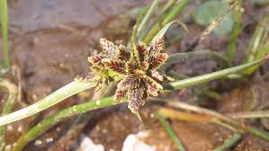 Attēlu rezultāti vaicājumam “Cyperus fuscus”