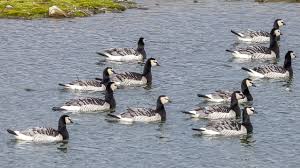 Attēlu rezultāti vaicājumam “Branta leucopsis adult”