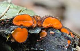 Attēlu rezultāti vaicājumam “Scutellinia scutellata”