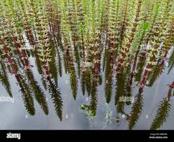 Attēlu rezultāti vaicājumam “Haloragaceae”